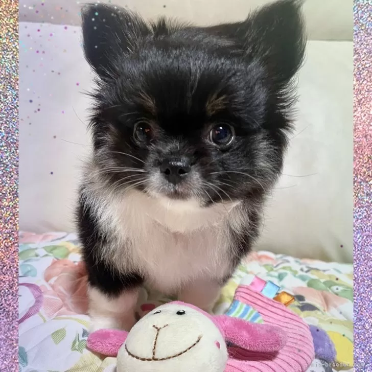 たいと 様のお迎えした子犬