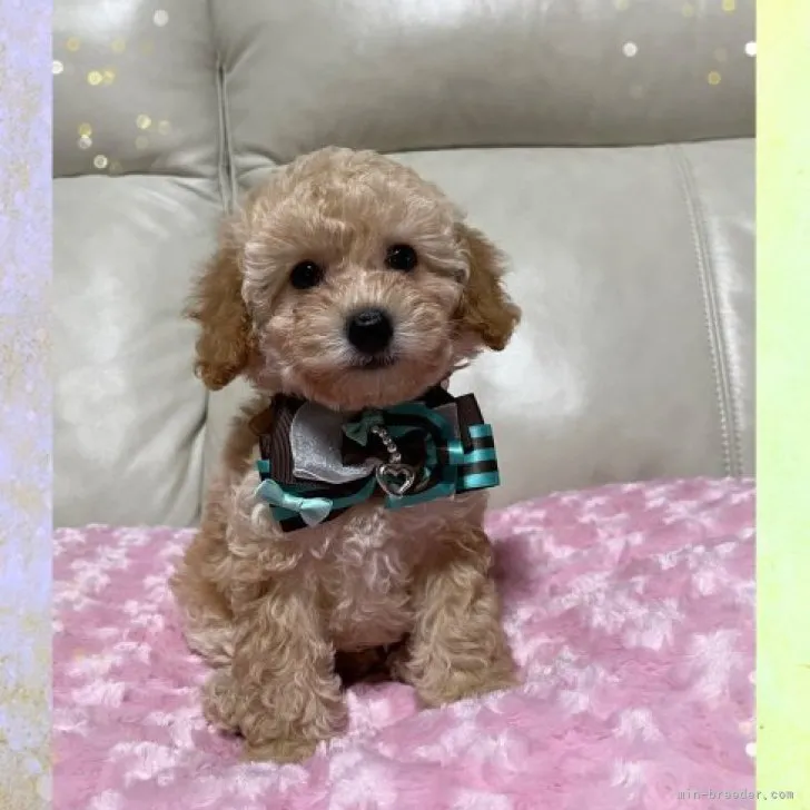 sora405 様のお迎えした子犬