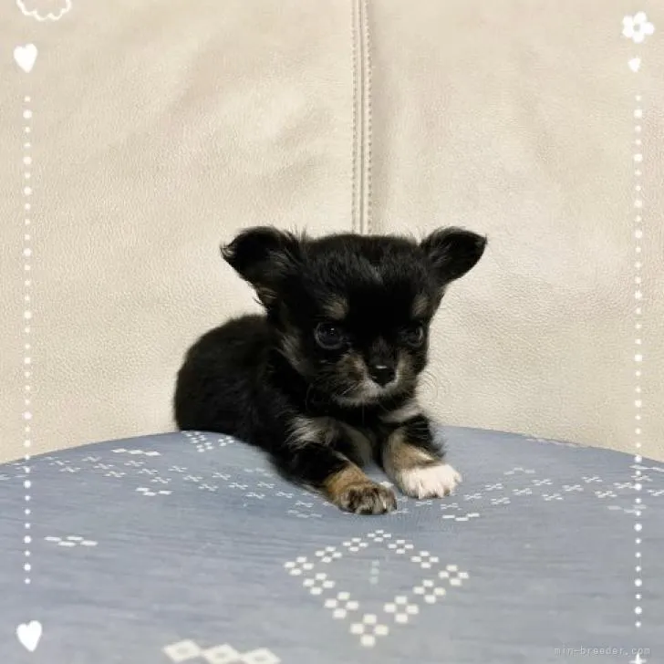 ID：2206-03768の子犬