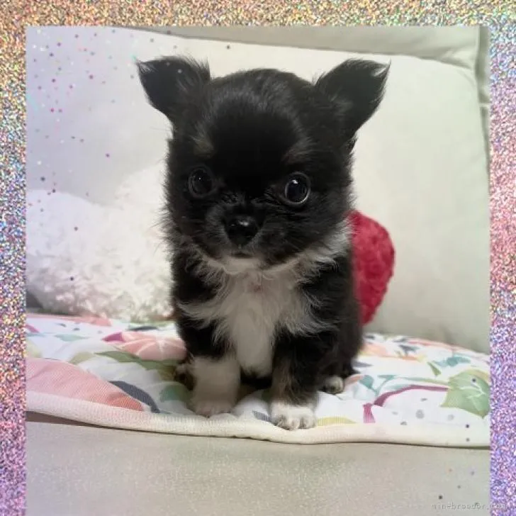 ID：2208-04320の子犬