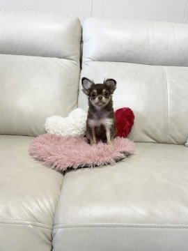 チワワ(ロング)【鹿児島県・女の子・2021年11月25日・チョコクリーム】の写真「性格もお顔も可愛い子💕
無駄吠えなし。」