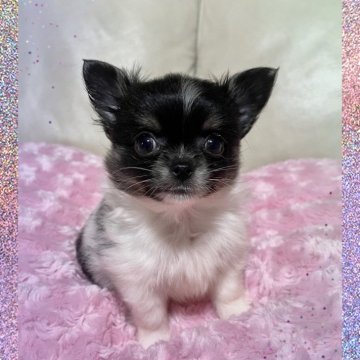チワワ(ロング)【鹿児島県・男の子・2023年12月9日・パーティー】の写真「🍀個性的な綺麗な毛色の子。」