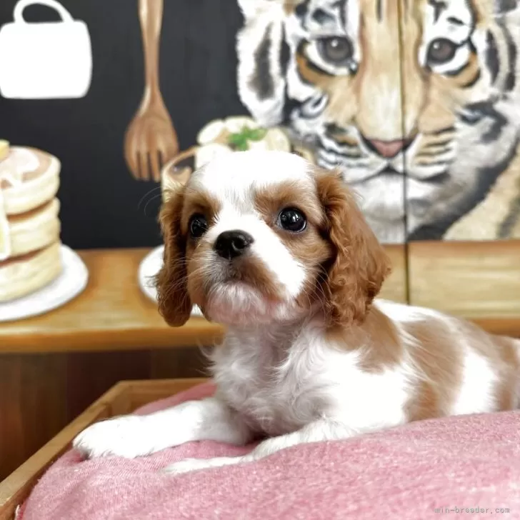 ID:2506-00958の子犬