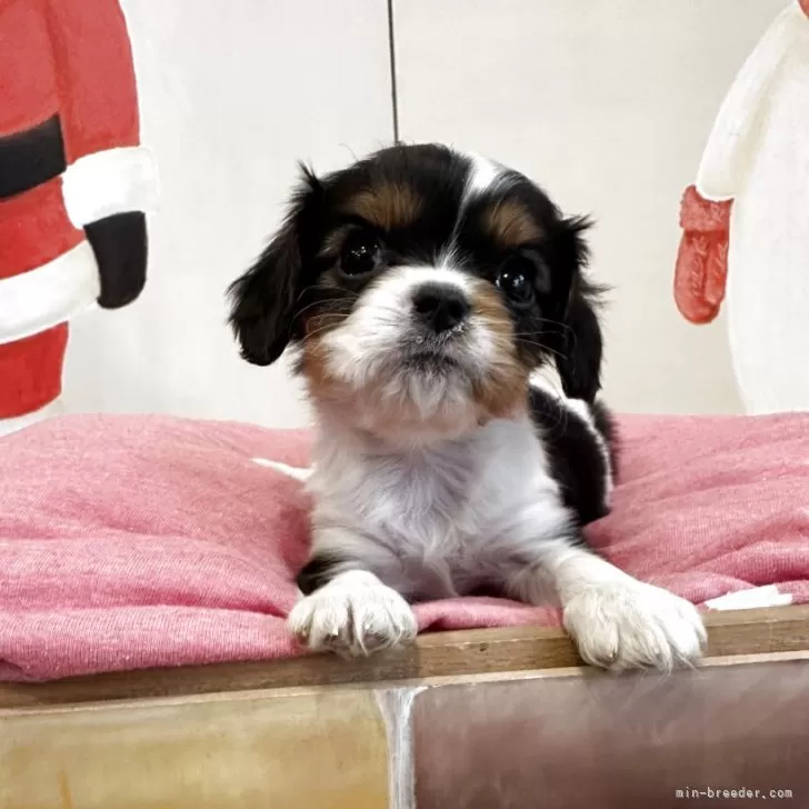 キャバリア【埼玉県・女の子・2025年11月5日・トライ】の写真1