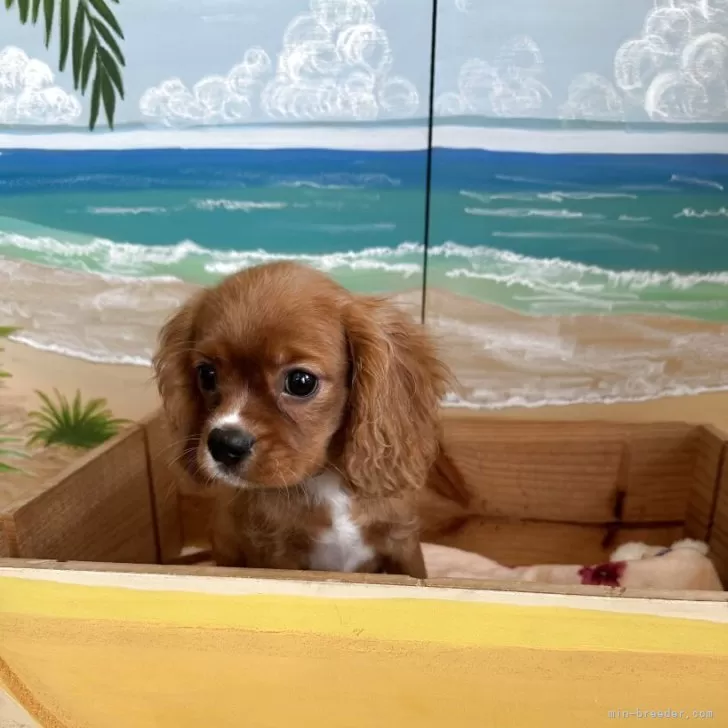 ID:2506-04842の子犬