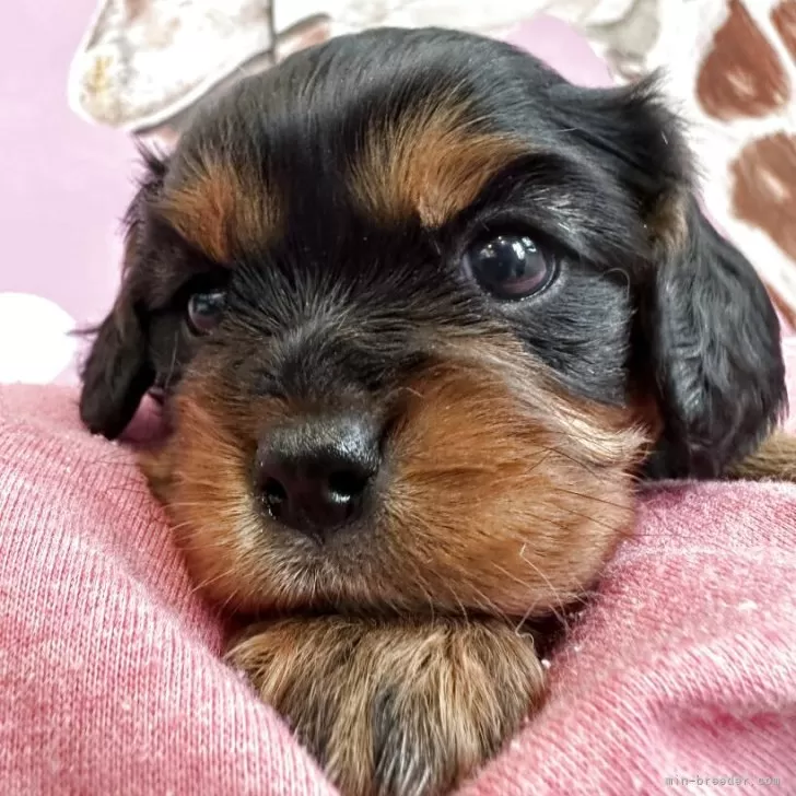 ID：2504-01471の子犬