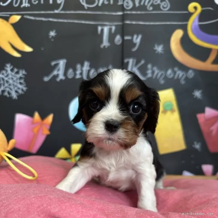 A.S 様のお迎えした子犬