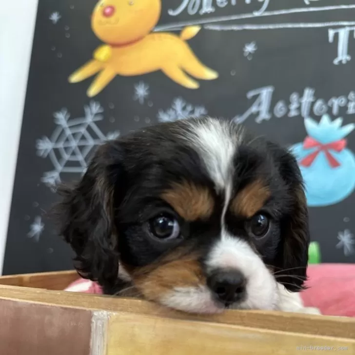 ID:2411-04787の子犬