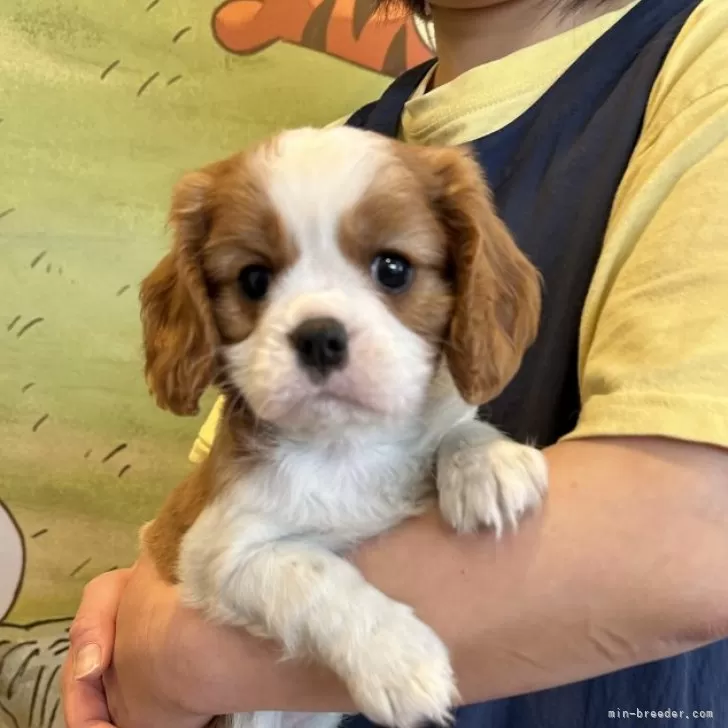 ID：2503-03027の子犬