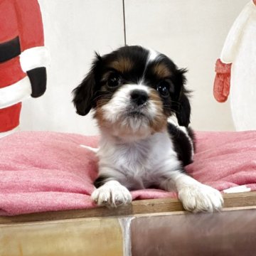 キャバリア【埼玉県・女の子・2025年11月5日・トライ】の写真「可愛いお顔の女の子」