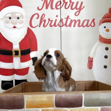 キャバリア【埼玉県・女の子・2025年9月18日・ブレンハイム】の写真「可愛いお顔の女の子」