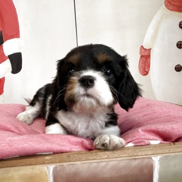 キャバリア【埼玉県・男の子・2025年11月5日・トライ】の写真「可愛いお顔の男の子」