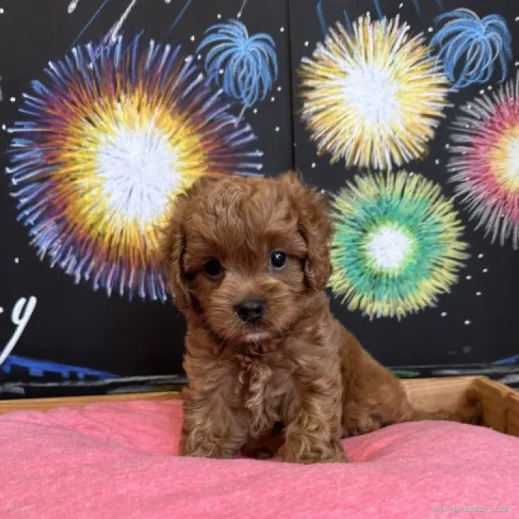 ID：2308-04304の子犬