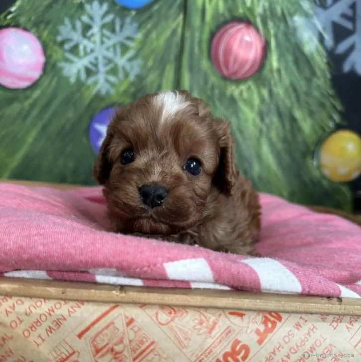 ID：2311-00318の子犬