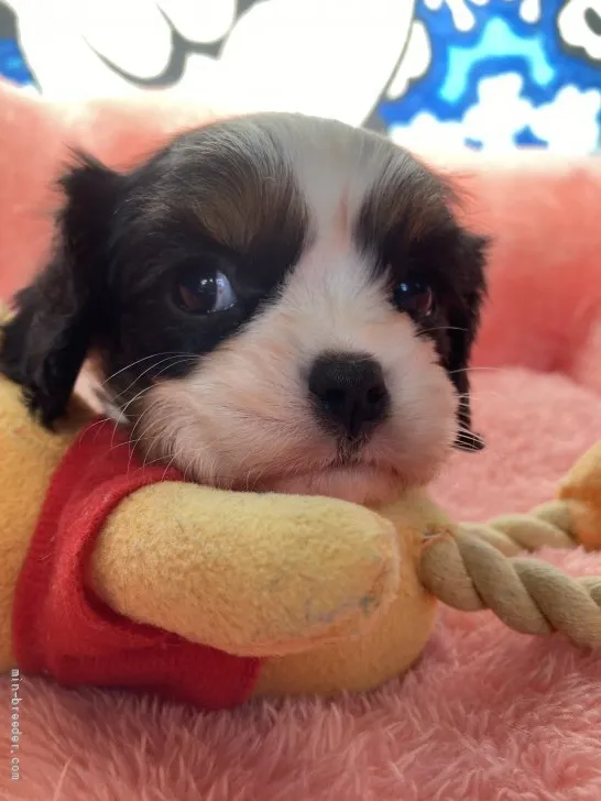 ID：2201-01935の子犬