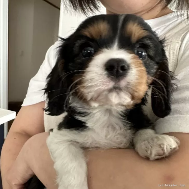 ID:2406-01981の子犬