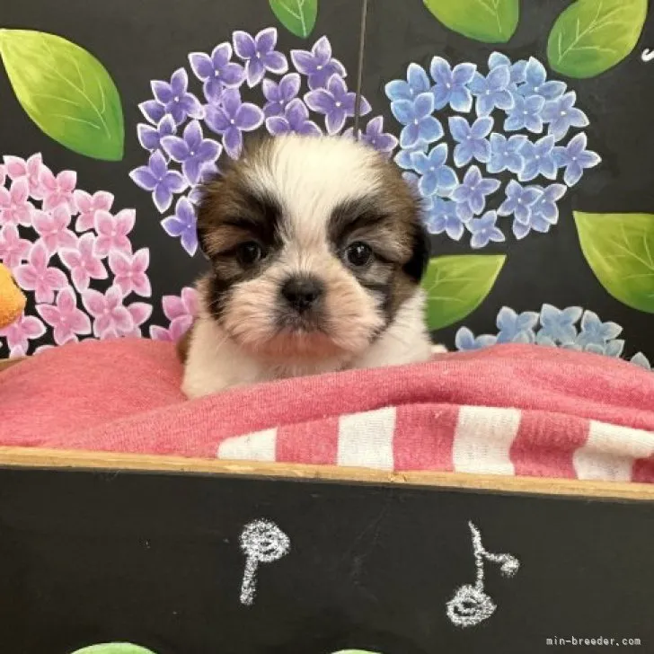 ID:2305-03112の子犬