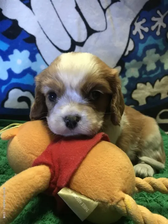 ID：1912-00168の子犬