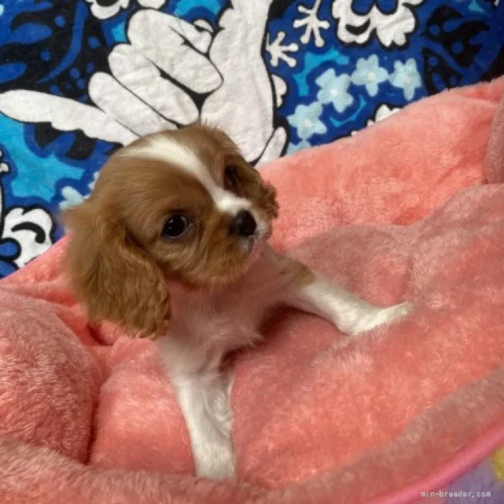 ID：2205-04181の子犬