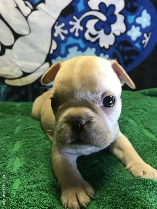 ID：1901-00363の子犬