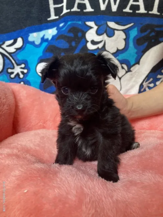 ID:2012-03281の子犬