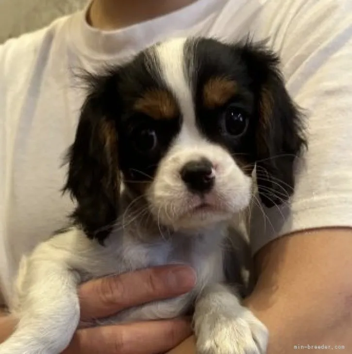ID：2310-06860の子犬