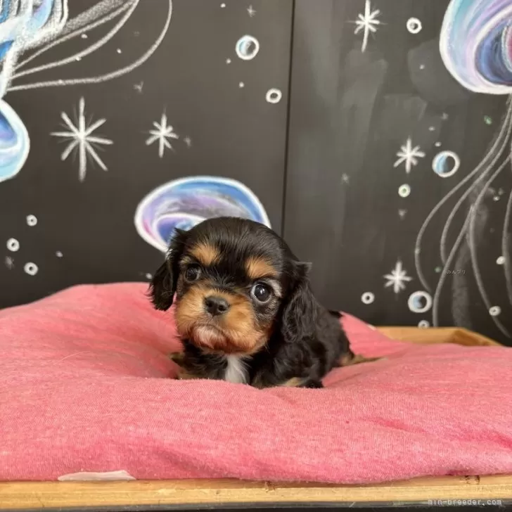 ID：2405-06294の子犬