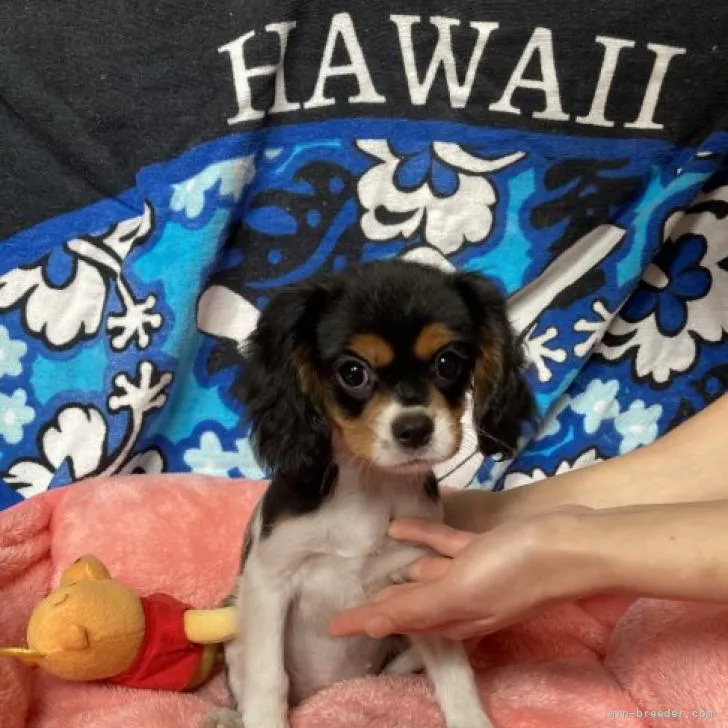 ID:2208-04541の子犬