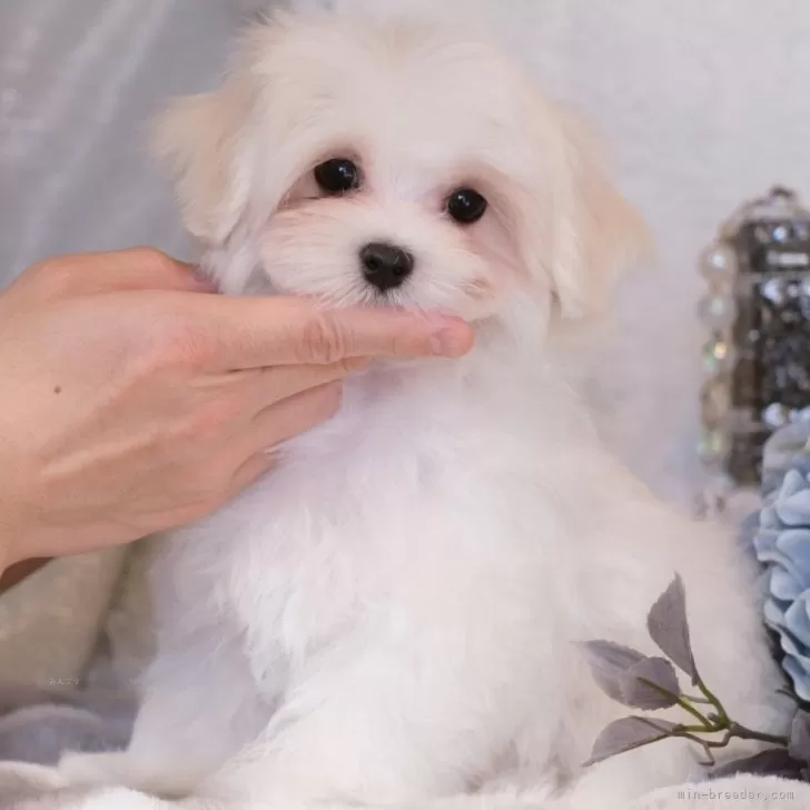 ID:2501-03039の子犬