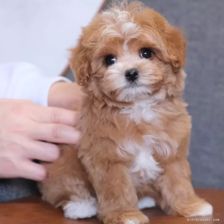 ID:2507-03104の子犬