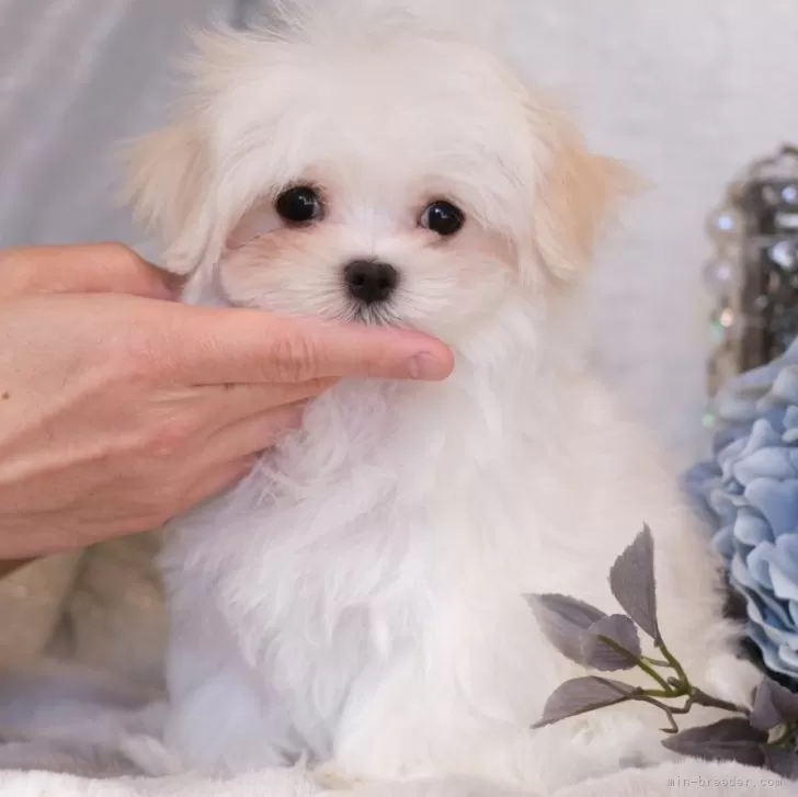 ID：2501-03041の子犬
