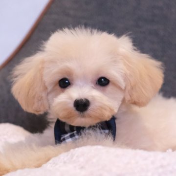 マルプー(マルチーズ×トイプードル)【群馬県・男の子・2025年7月24日・クリーム】の写真「ふわふわころころ🤍癒し系の甘えたくん🧸🤍」