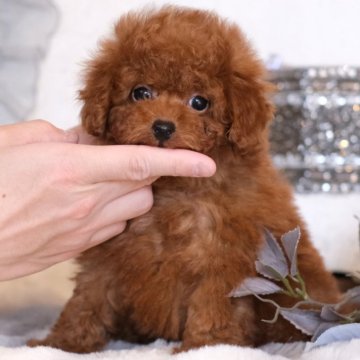 トイプードル(タイニー)【群馬県・男の子・2025年1月7日・レッド】の写真「感情表現が豊か🎶いつも尻尾を振ってくれるボク🧸」