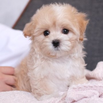 マルプー(マルチーズ×トイプードル)【群馬県・女の子・2025年7月9日・クリーム】の写真「ミルクティーカラー🍼の甘えんぼちゃん💘🥰」