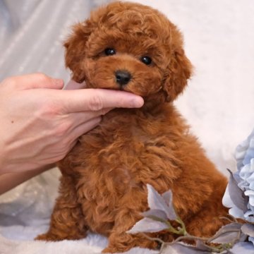 トイプードル(トイ)【群馬県・男の子・2024年11月2日・レッドフォーン】の写真「💮犬質・性格💮テディベア感つよつよのボク🧸」