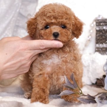 トイプードル(タイニー)【群馬県・女の子・2025年1月28日・レッド】の写真「人懐っこくて元気いっぱい❣ふわもこな女の子❤️🫧」