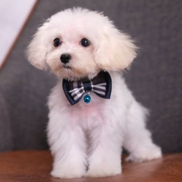 マルプー(マルチーズ×トイプードル)【群馬県・男の子・2025年7月24日・クリーム】の写真「ふわもこコロコロ☁️愛らしいマルプーくん🧸🤍」