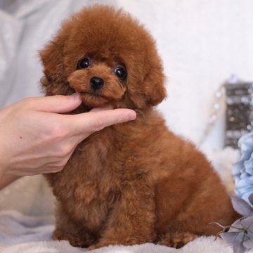 トイプードル(タイニー)【群馬県・男の子・2024年12月3日・レッド】の写真「💮犬質・性格💮プレミアムなボク🧸」