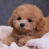 タイニープードル