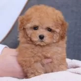 トイプードル(トイ)