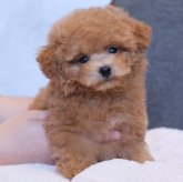トイプードル(トイ)