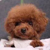タイニープードル