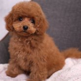 トイプードル(トイ)