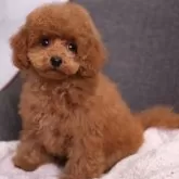 トイプードル(トイ)