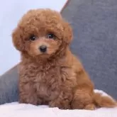 トイプードル(トイ)