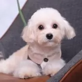 マルプー(トイプードル×マルチーズ)【群馬県・男の子・2025年5月26日・アプリコット】の写真1