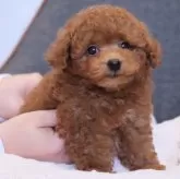 タイニープードル