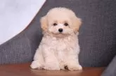 マルプー(マルチーズ×トイプードル)【群馬県・男の子・2025年7月24日・クリーム】の写真3