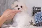 マルチーズ【群馬県・男の子・2024年11月25日・ホワイト】の写真6
