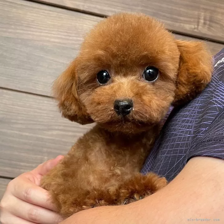 ID：2311-06736の子犬
